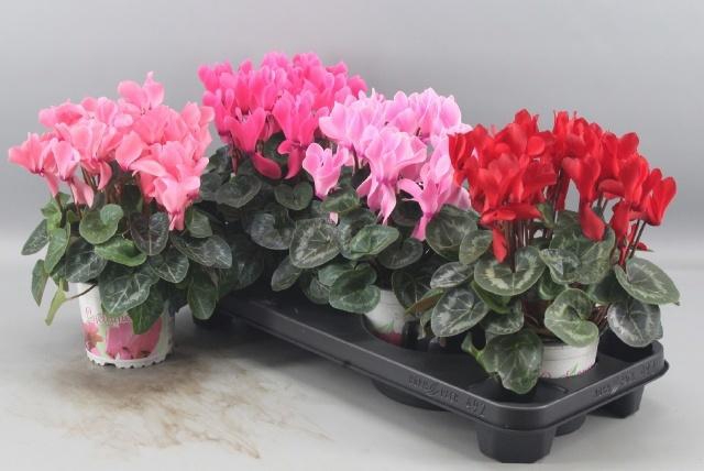 <h4>CYCL GR SUP XL</h4>