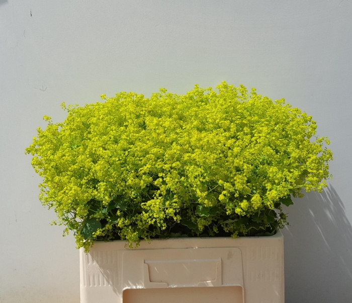 <h4>ALCH M ROBUSTICA ANGEBOT</h4>