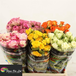 R Tr Mix In Bucket X50 Molo
