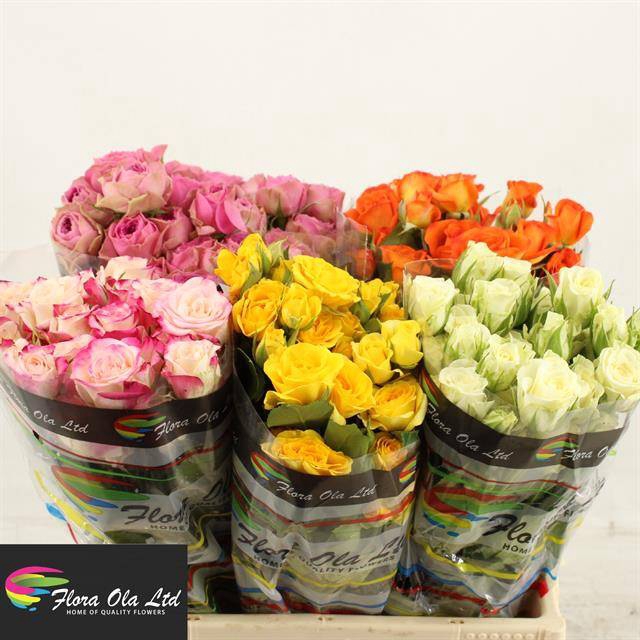 <h4>R Tr Mix In Bucket X50 Molo</h4>