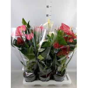 Anthurium   ...mix