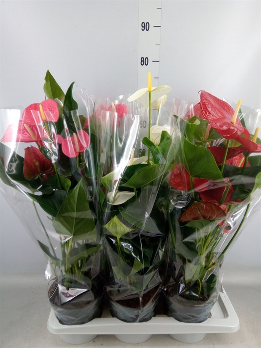 <h4>Anthurium   ...mix</h4>