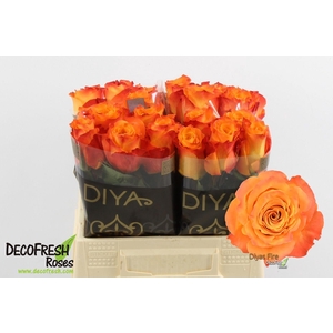 R Gr Diya's Fire