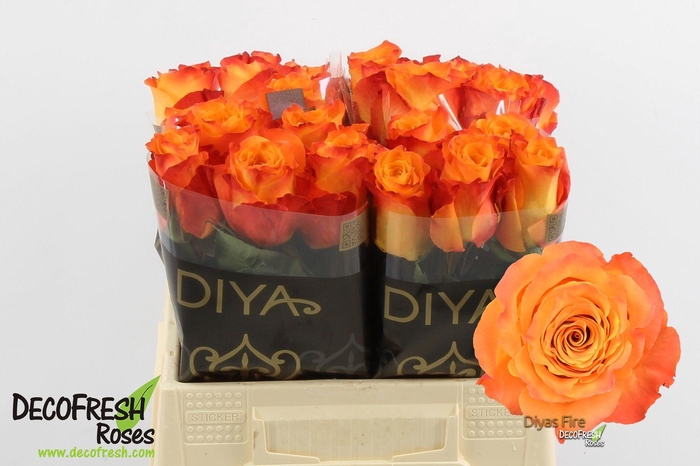 <h4>R Gr Diya's Fire</h4>