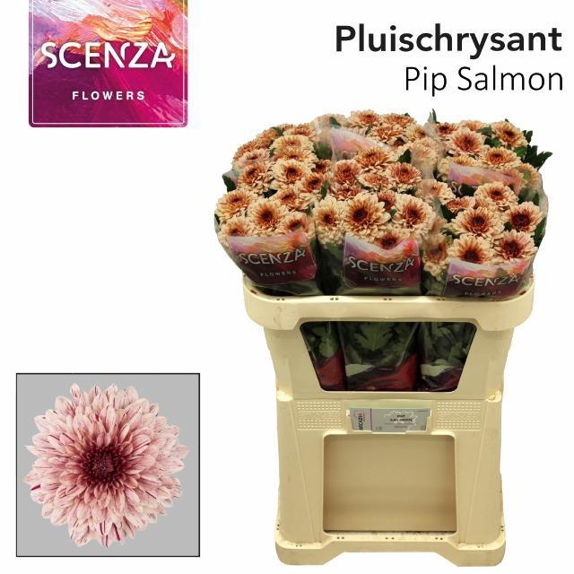 <h4>CHR G PIP SALMON ANGEBOT</h4>