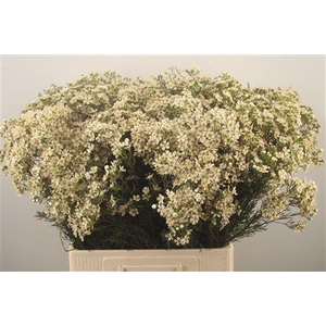 Chamelaucium Jupite Moon