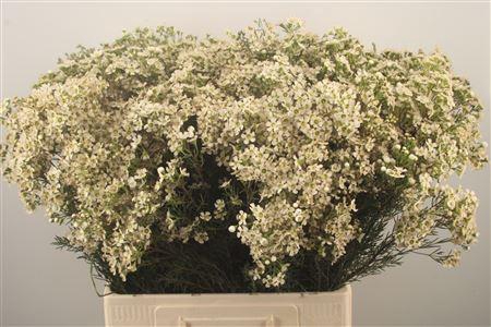 <h4>Chamelaucium Jupite Moon</h4>