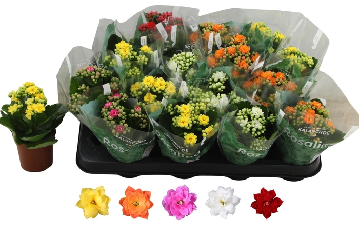 <h4>KAL GE RO GEM 5 KL</h4>