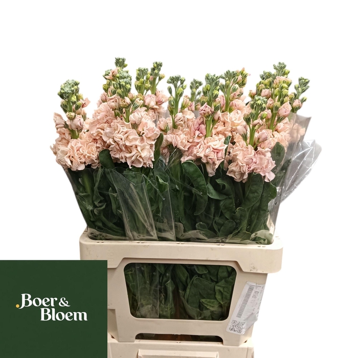 <h4>MATTH IRON APRICOT</h4>