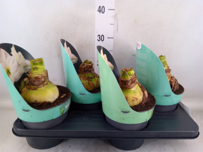 <h4>Hippeastrum DI 'White Star'</h4>