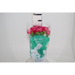 CRAVO BIZET 060 CM PINK