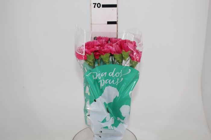 CRAVO BIZET 060 CM PINK