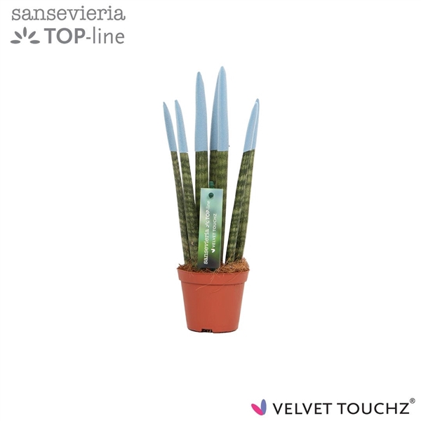 <h4>Sansevieria VELVET TOUCHZ® Pastel Blauw</h4>