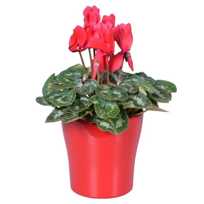 <h4>Cyclamen in rood "Bombé" keramiek</h4>