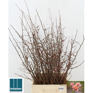 CHAENOMELES JAPONICA