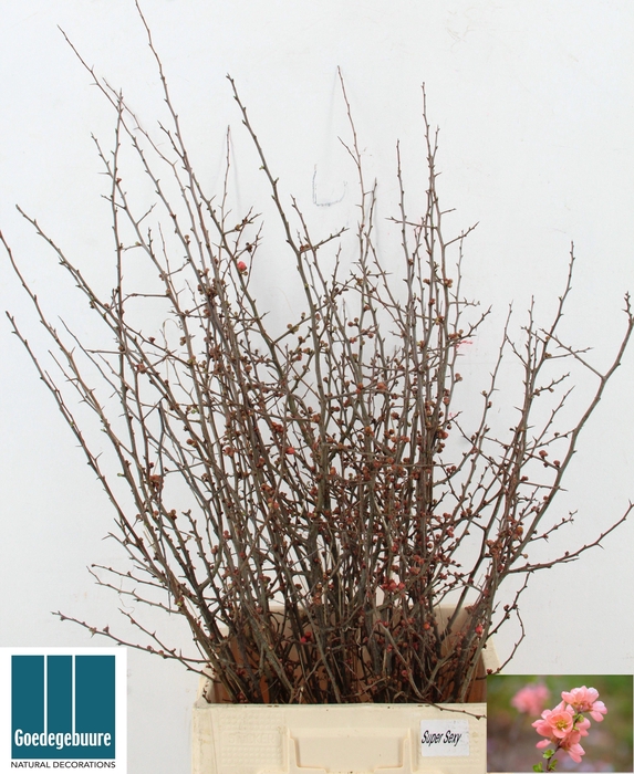 <h4>CHAENOMELES JAPONICA</h4>