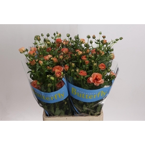 Ranunculus Butterfly Eris