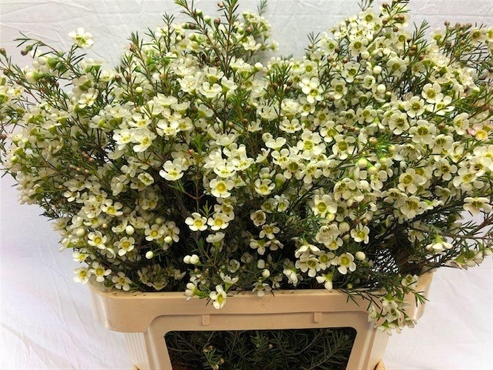 <h4>CHAME IVORY PEARL</h4>