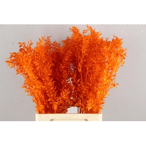 PF Ruscus 70cm Bs Orange
