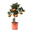 Citrus Red Orange stem P22