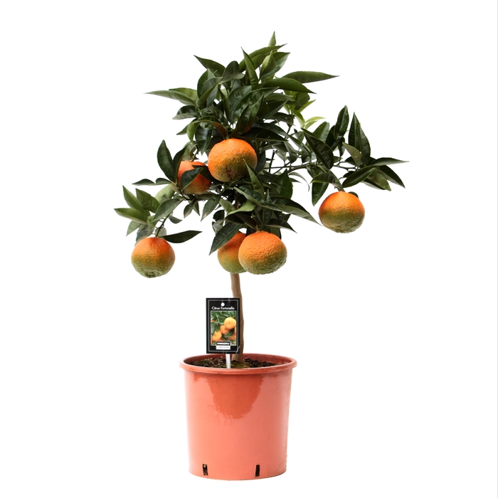 Citrus Red Orange stem P22