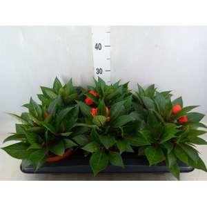 Impatiens NG 'Tamarinda Orange'