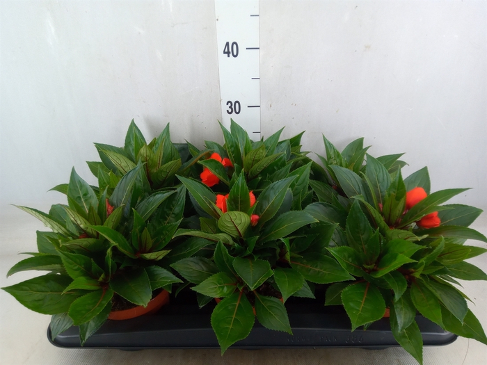 <h4>Impatiens NG 'Tamarinda Orange'</h4>