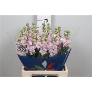 Matth Iron Cherry Bl