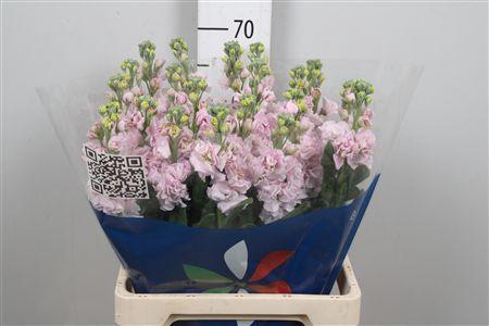 <h4>Matth Iron Cherry Bl</h4>