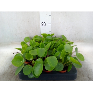 Pilea peperomoides