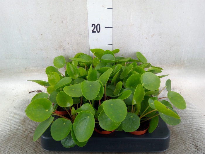 <h4>Pilea peperomoides</h4>