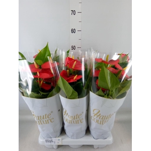 Anthurium andr. 'Esudo'