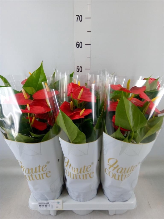 <h4>Anthurium andr. 'Esudo'</h4>