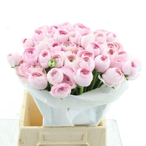 Ran Su Hanoi Pink Extra (fr)