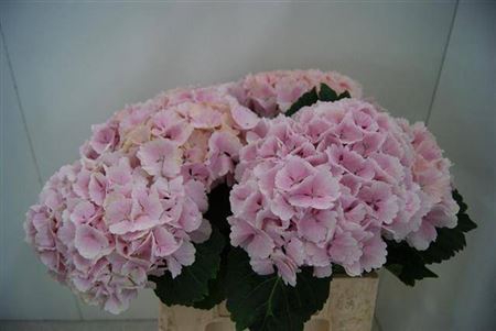 <h4>Hyd Lolly Pop Pink Pale</h4>