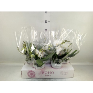 Phalaenopsis ...white