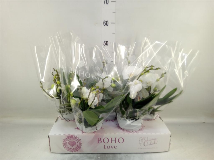 <h4>Phalaenopsis   ...white</h4>