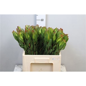 Leucad Laurel Yellow