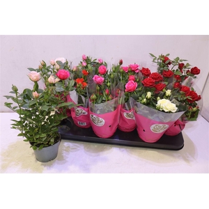 Ro Star Roses Gem