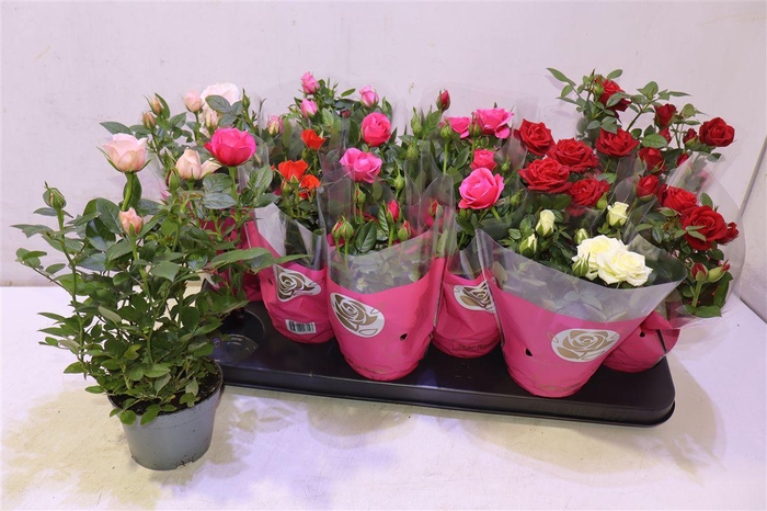 <h4>Ro Star Roses Gem</h4>