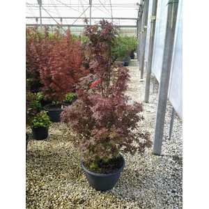 Acer palmatum
