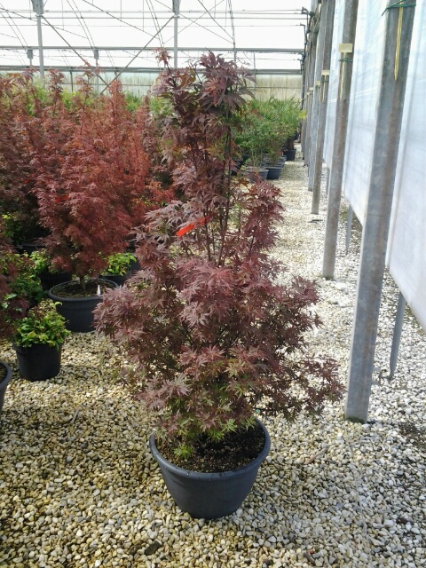 <h4>Acer palmatum</h4>
