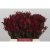 Leucadendron Blush Spray