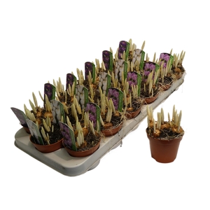 arr8 Crocus Gem In Tray
