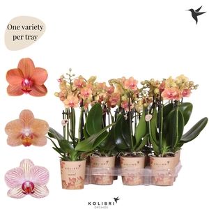 Kolibri Orchids Phalaenopsis Mineral orange 3 spike