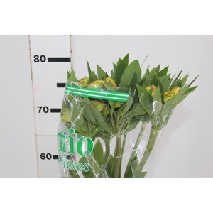 ALSTROEMERIA CARIBBEAN 080 CM