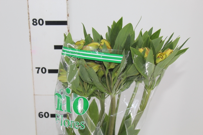 <h4>ALSTROEMERIA CARIBBEAN 080 CM</h4>