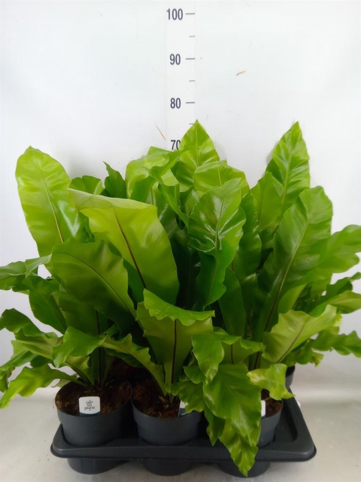 <h4>Asplenium nidus</h4>