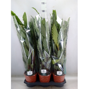 Calathea rufibarba 'Miroscha'