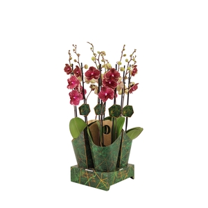 Signature Golden Nature Cover Phal Sesame 2T16+